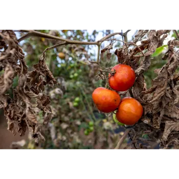 Natural Tomato Plant